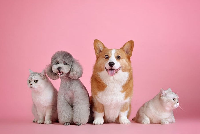 Sansure Biotech Enters the Pet Market
